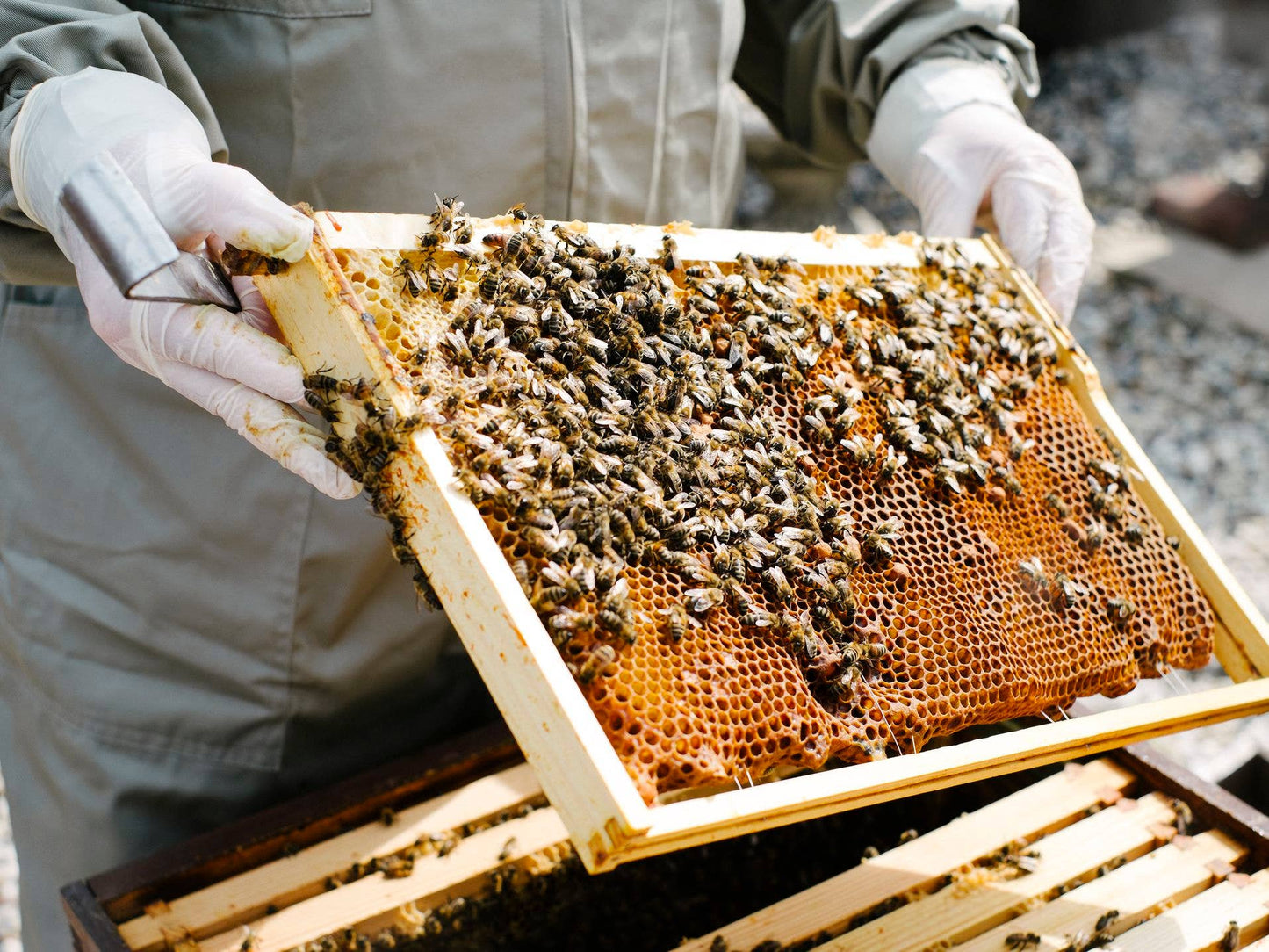 Bee Pollen