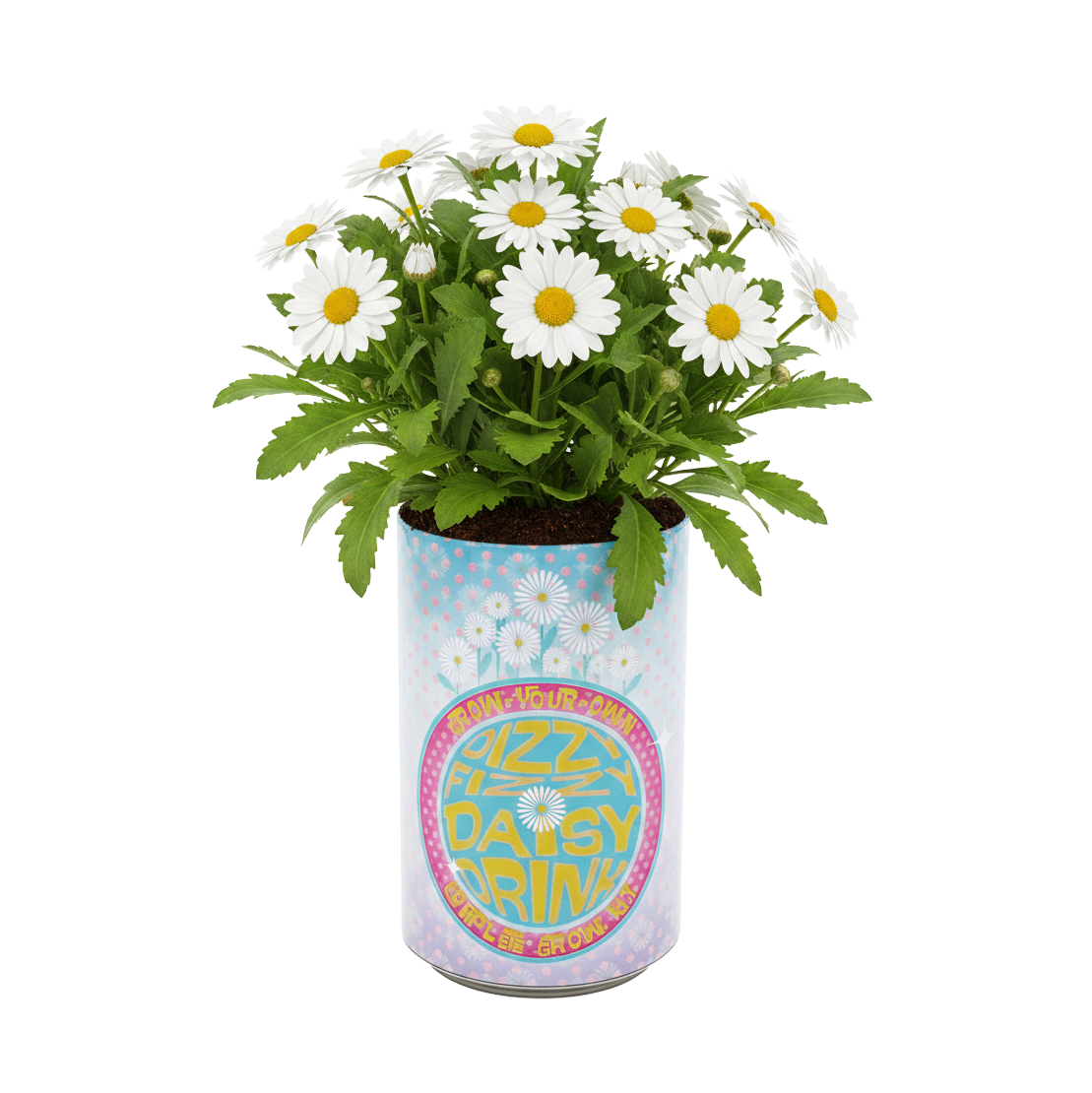 Soda Can Flower Grow Kit