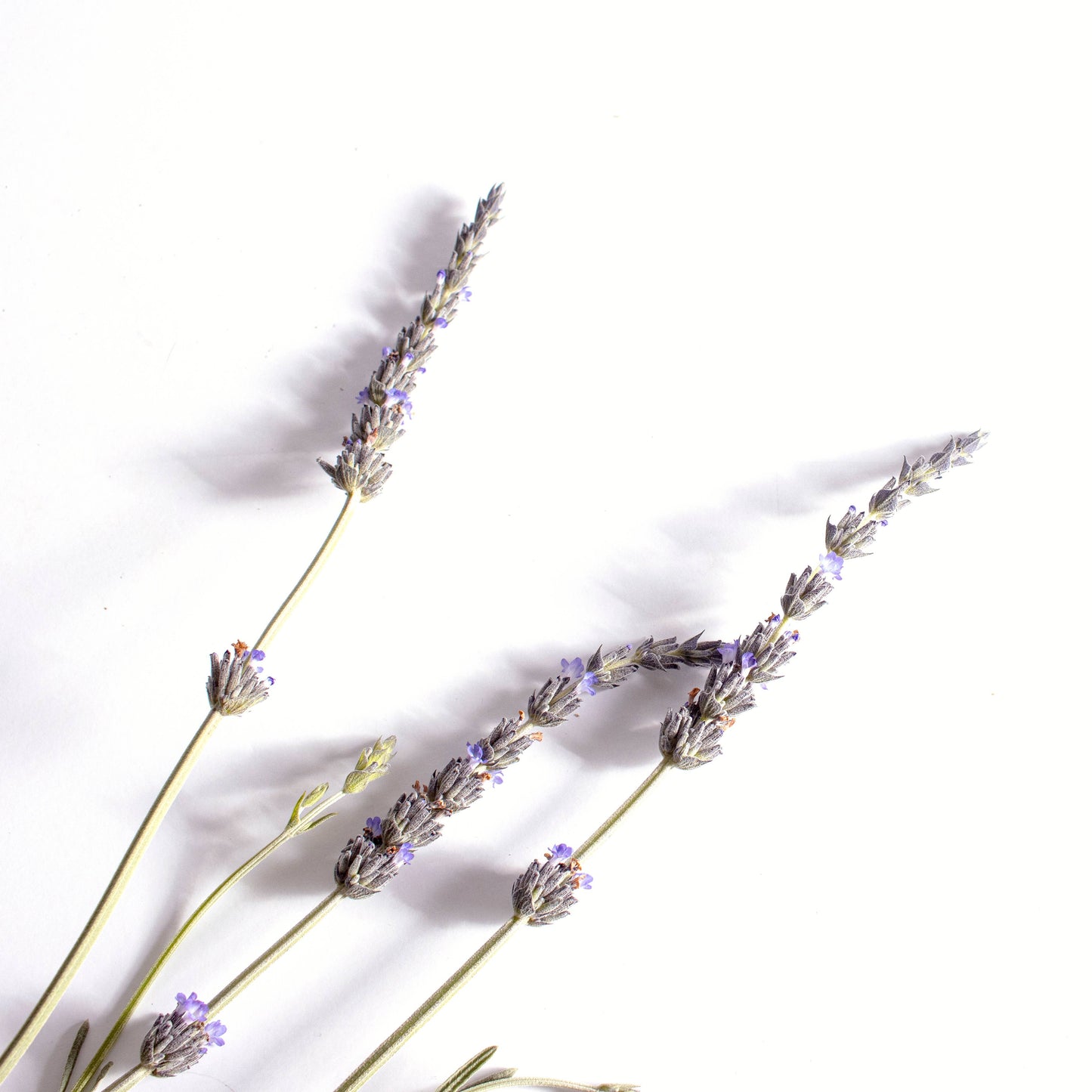 Inhaler Patches-Calm