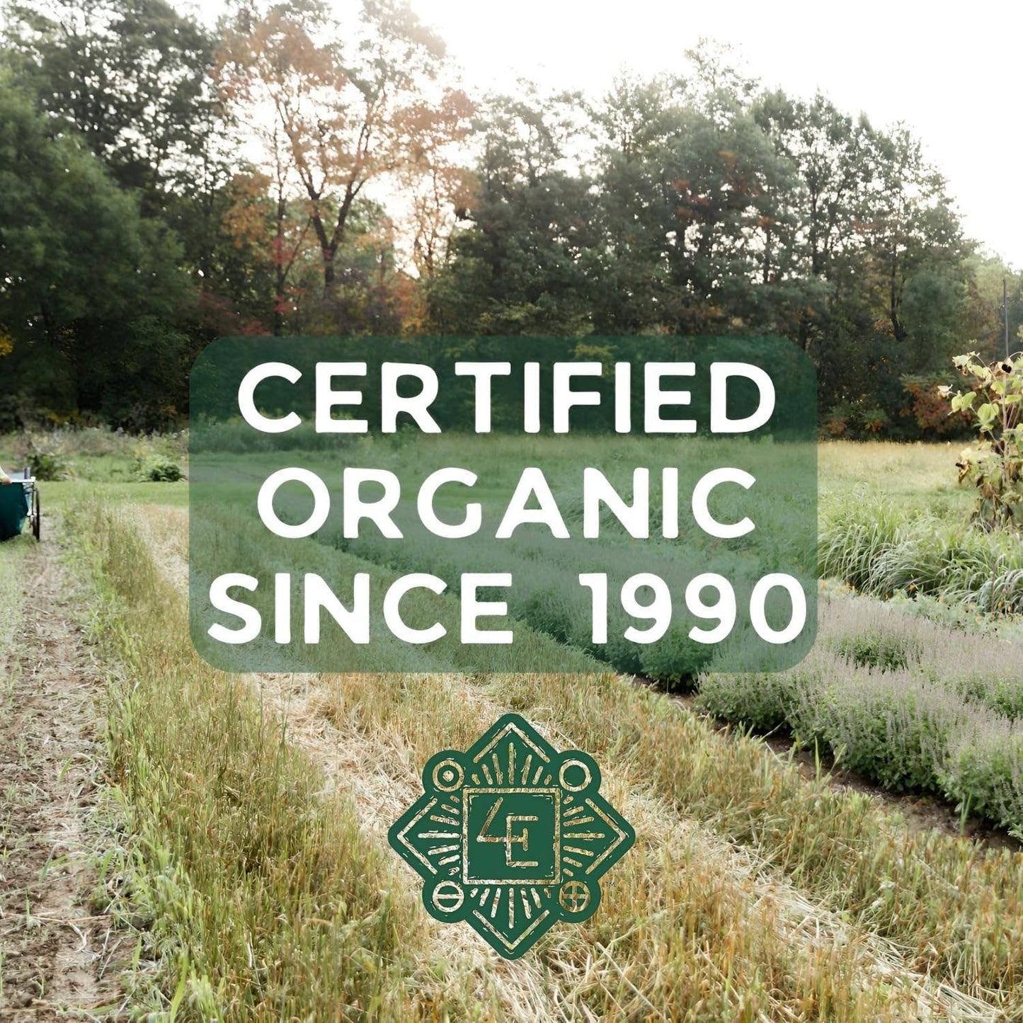 Mullein Flower Ear Oil